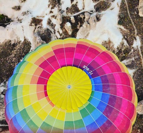 Acronopia adult model images