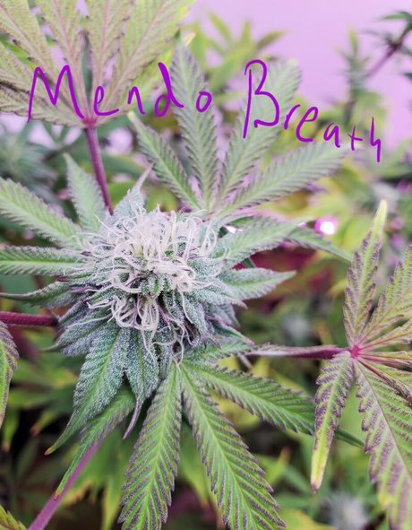 peek a boo u naked actress images