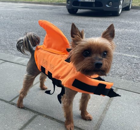 Agne Agnieska profile image