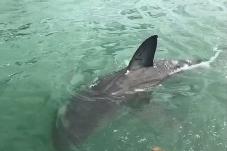 asian hairy onlyfans art xxx photo