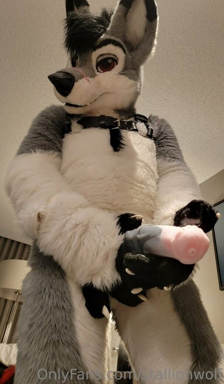 stallionwolf top star photo