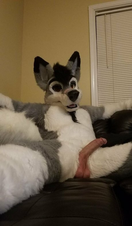 stallionwolf beautiful star images