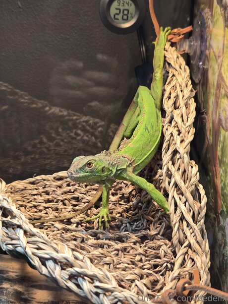 Bedellx only fans leaked porn