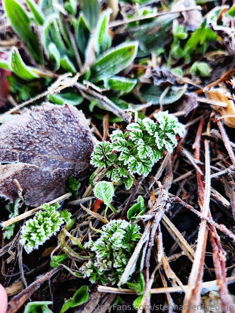 Stephanienlgeorge onlyfans model