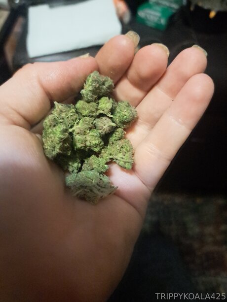 Trippykoala425 leaked onlyfans sextape