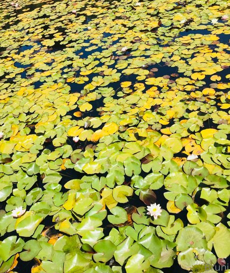 Brunabyers onlyfans explicit content