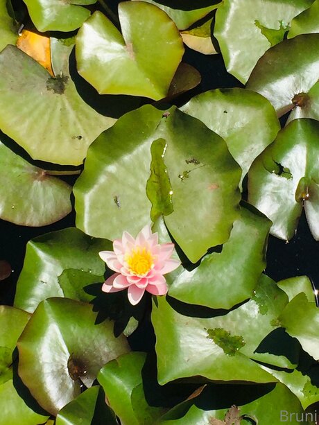 Brunabyers onlyfans lean