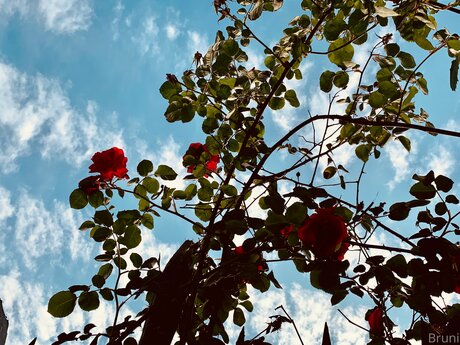 Brunabyers onlyfans leaked dirtyship