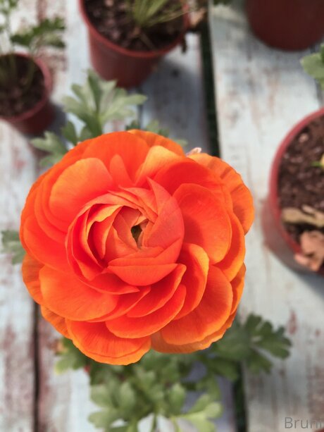 Brunabyers onlyfans leaked xxx