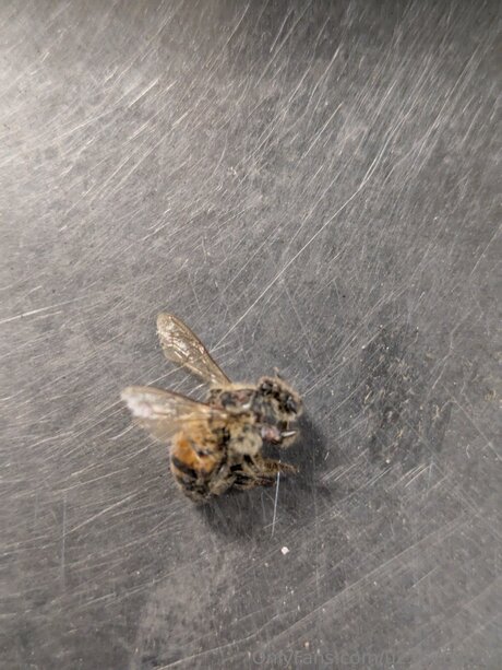 Pegasus Adrienne leaked onlyfans