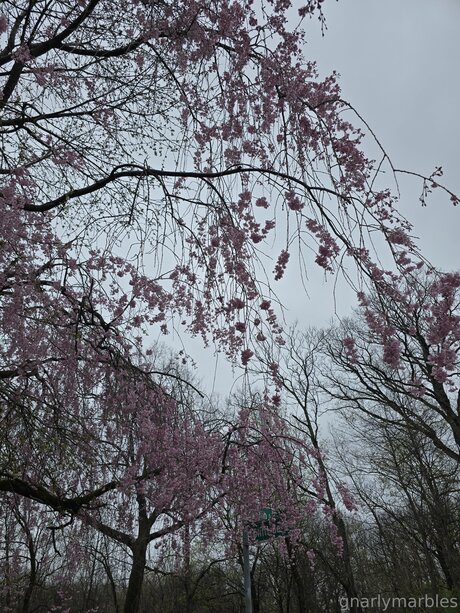 Gnarlymarbles only fans leak porn