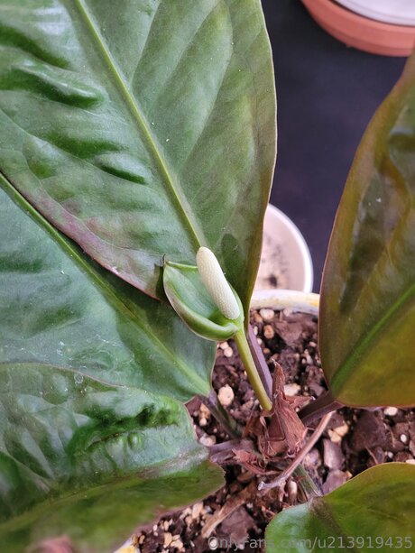 U213919435 onlyfans nude