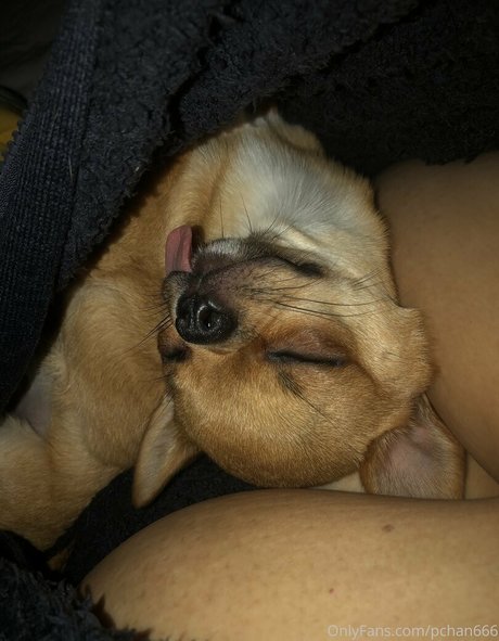 Pchan666 only fans leak porn