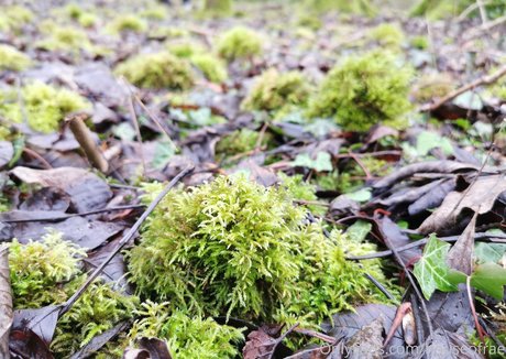 houseofrae onlyfans leaks nude