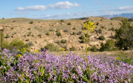 lucylarue leaks onlyfans porn