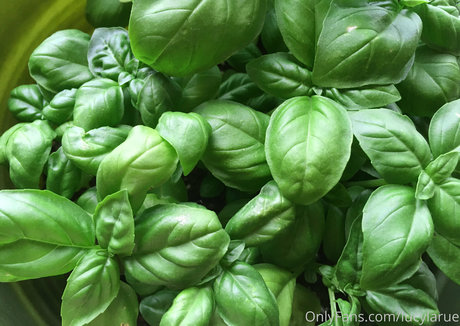 lucylarue onlyfans leaj