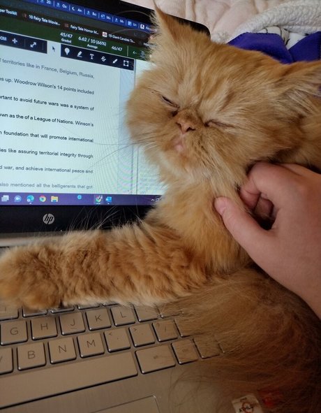 HoneyThorne onlyfans sextape