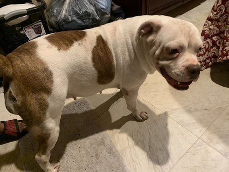 The Megalodon XL onlyfans leak naked