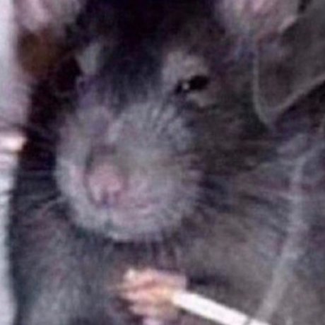 Molotov cockteez onlyfans nudes leaked