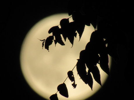 Peachy Blueberry new onlyfans leak