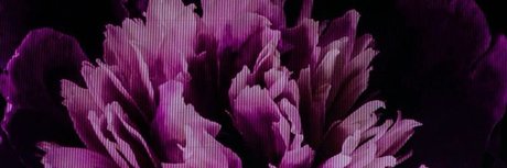 rasir onlyfans leaka