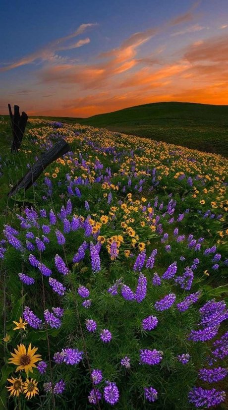 Ari Berry_ onlyfans leake