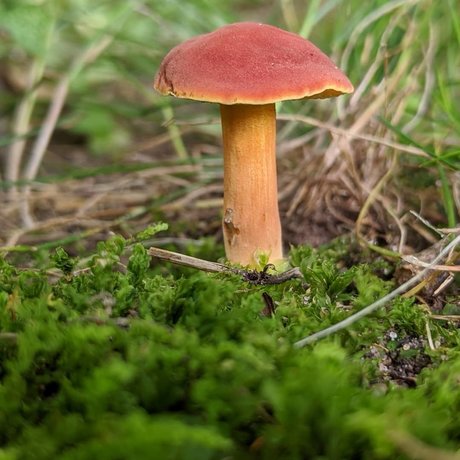 Masturchiefing only fans leak nude