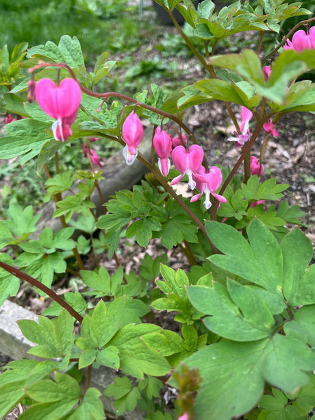 Blonde Hippy Chick tits onlyfans