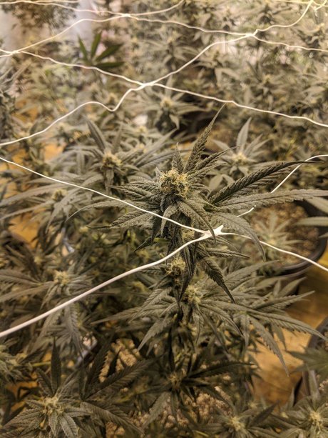 Dixon Herize only fans naked