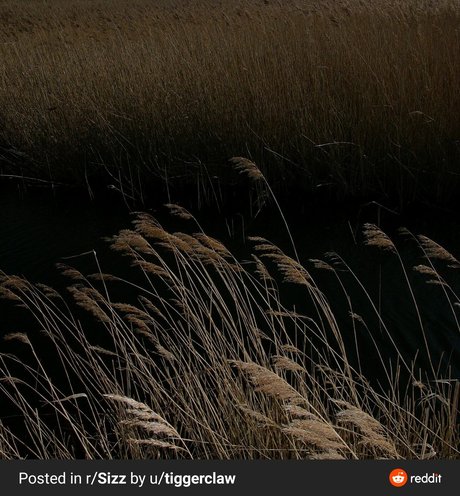 Bella Grey desnuda onlyfans