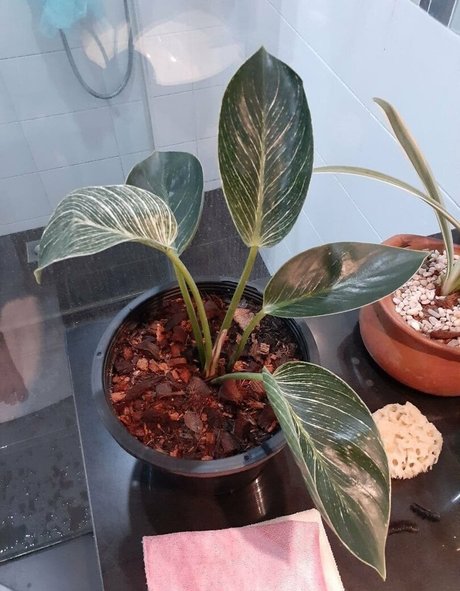 hornypuca onlyfans leaks