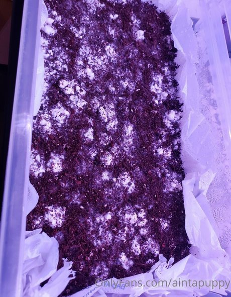 Aintapuppy nude onlyfans leaked