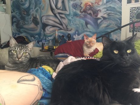 Jiggy Cat Tribe asmr_ porn only fans