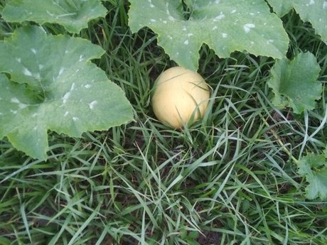 MintCoaTea onlyfans leaked