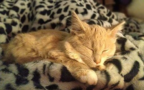 Miss Wolfie leak onlyfans