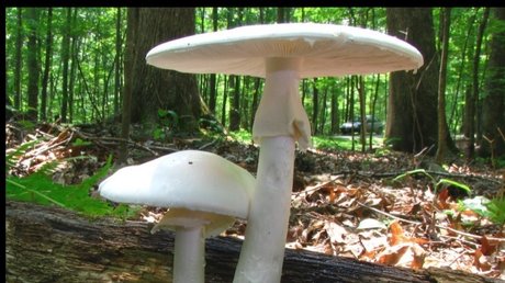 Miss Maggie Flower_ onlyfans content