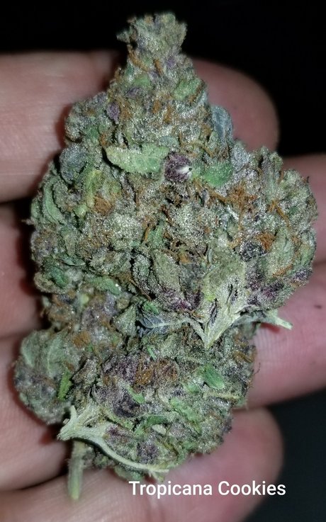 YogaYo onlyfans free