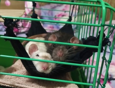 Mr Fufu Duduch amp amp Mr Churchill rats_ free only fans