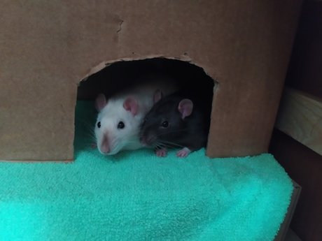 Mr Fufu Duduch amp amp Mr Churchill rats_ onlyfans hot