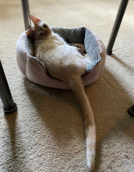 savanahroses only fans photos