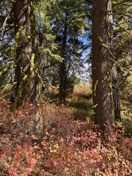 Harper the Fox nude only fans leaks