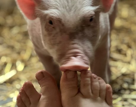 Dutchfarmgirl onlyfans leaked