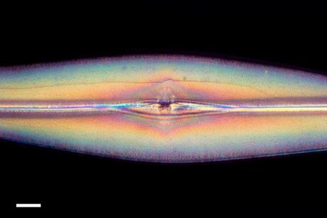 GoshaBaby onlyfans nudes leaks