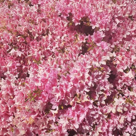 angus onlyfans leaked