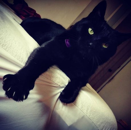 NekOwO onlyfans leaked xxx