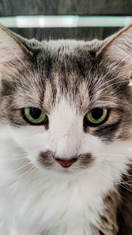 Captain CeCe Cuddles onlyfans sex tape