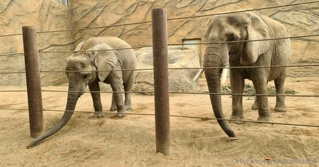 cocolinaa69 onlyfans pics leaked