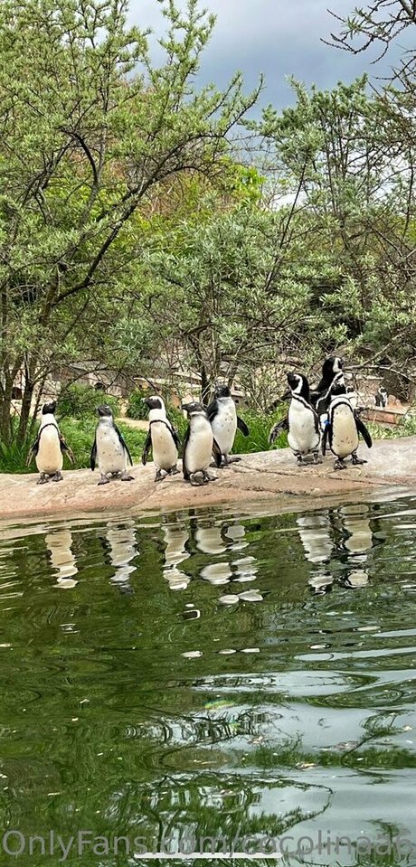 cocolinaa69 leak onlyfans porn