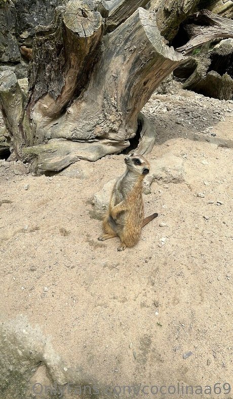 cocolinaa69 xxx onlyfans