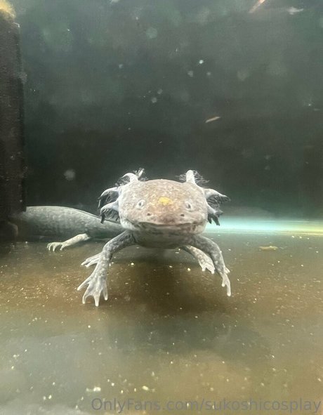 sukoshicosplay naked leaked onlyfans